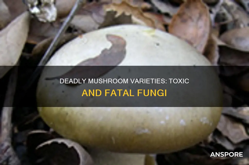 are there any mushrooms toxic enough to kill