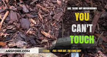 Toxic Touch: Mushrooms You Should Never Handle or Contact