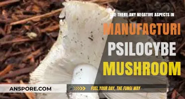 The Dark Side of Psilocybe Mushroom Manufacturing