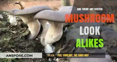Oyster Mushroom Look-Alikes: What You Need to Know