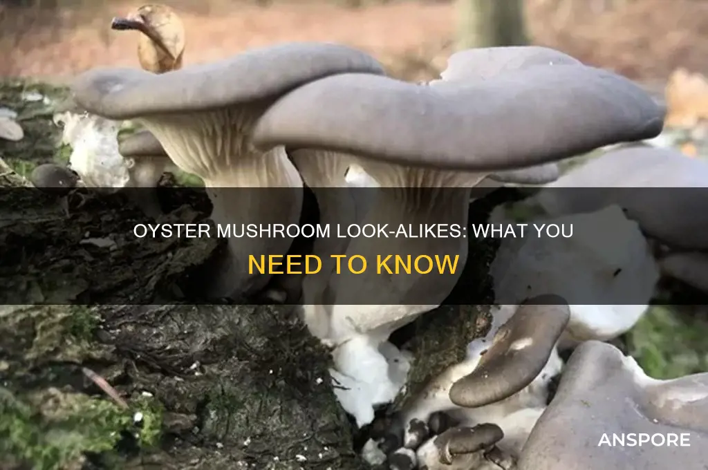 are there any oyster mushroom look alikes