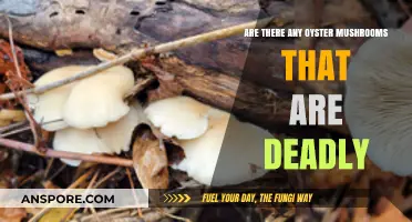 Deadly Oyster Mushrooms: What You Need to Know