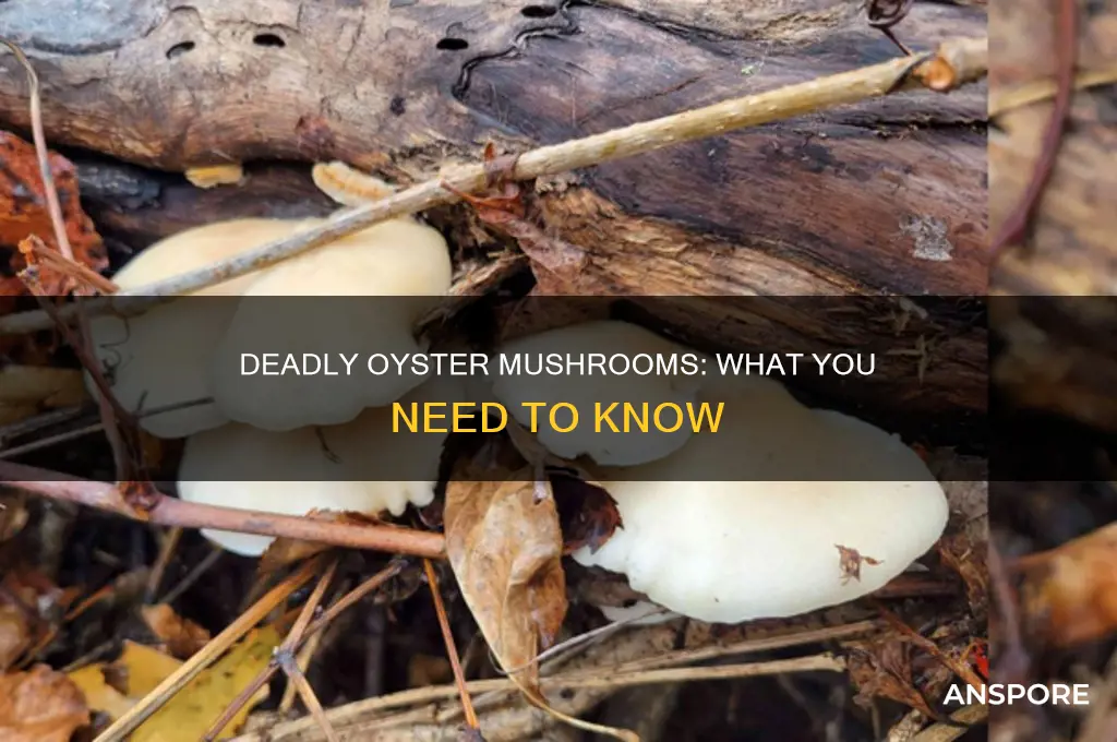 are there any oyster mushrooms that are deadly