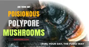 Identifying Toxic Polypore Mushrooms: What to Know