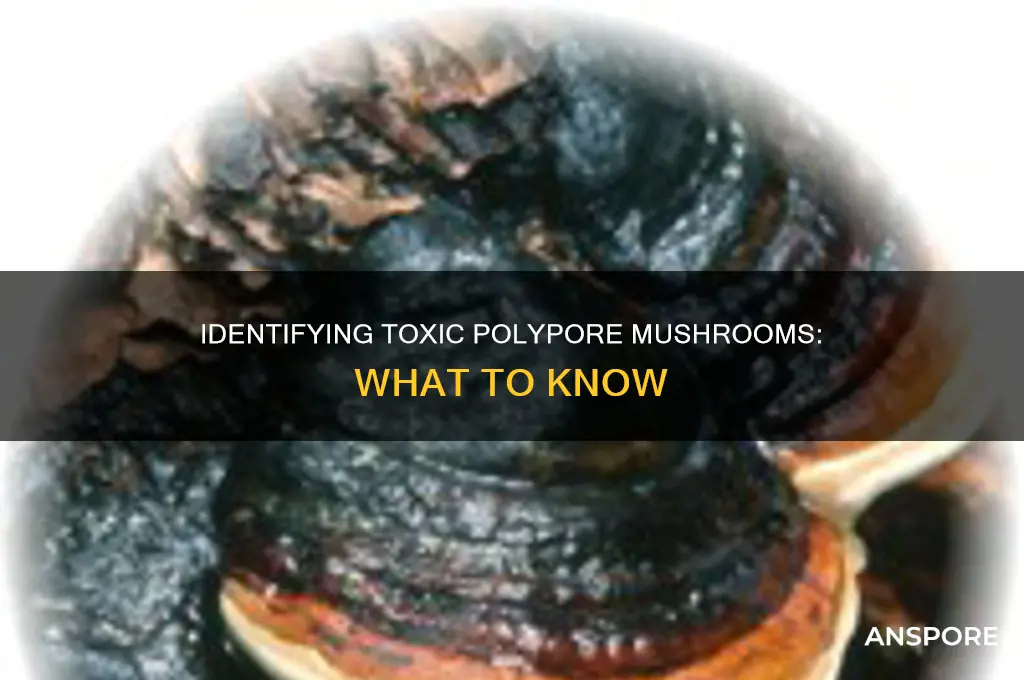 are there any poisionous polypore mushrooms