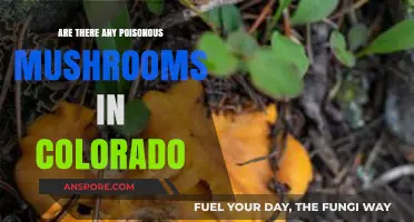 Colorado's Poisonous Mushrooms: Identifying Deadly Fungi in the Rocky Mountains