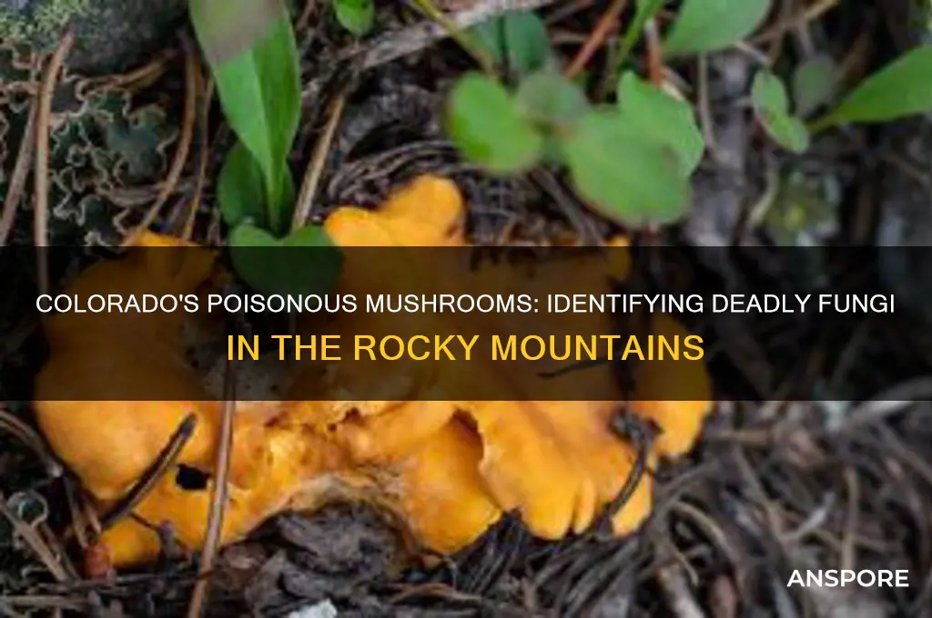 are there any poisonous mushrooms in colorado