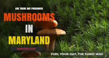 Identifying Poisonous Mushrooms in Maryland: A Guide to Stay Safe
