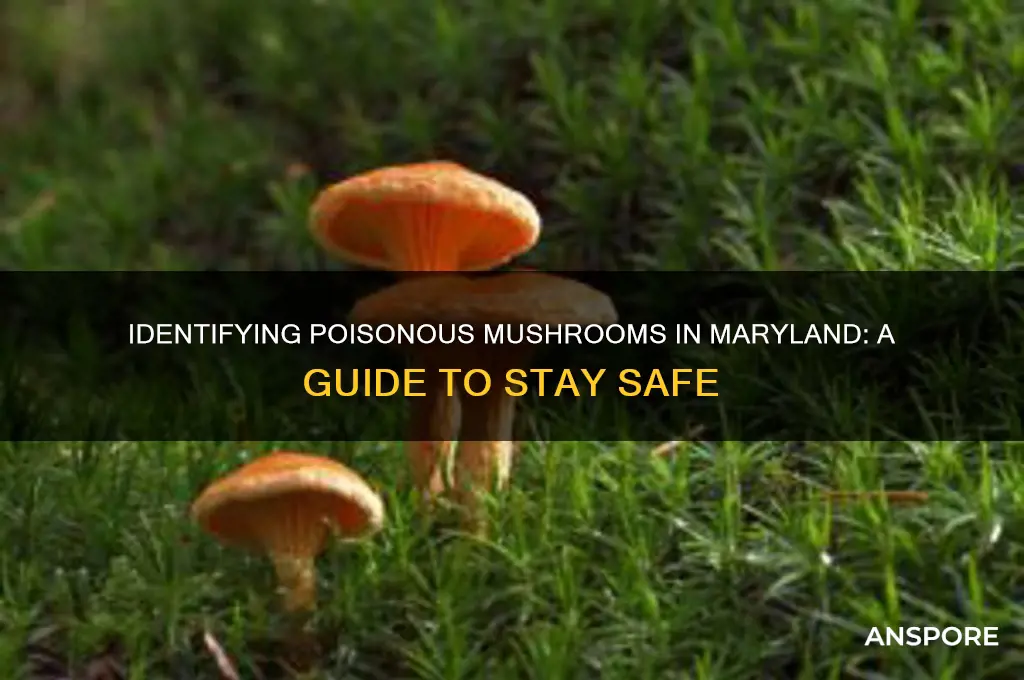 are there any poisonous mushrooms in maryland