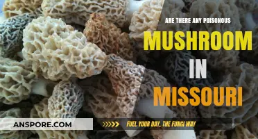 Missouri's Mushroom Menace: Identifying Poisonous Varieties in the Wild