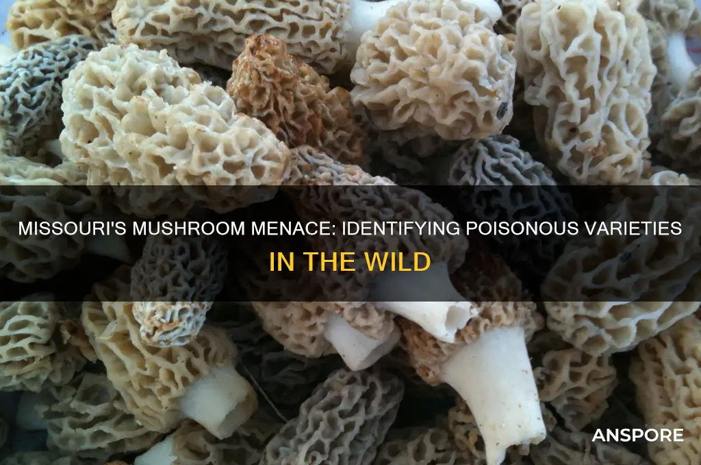 are there any poisonous mushrooms in missouri