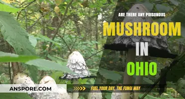 Ohio's Poisonous Mushrooms: Identifying Deadly Fungi in the Buckeye State