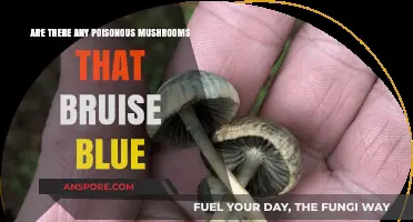 Blue-Bruising Mushrooms: Identifying Poisonous Varieties and Risks