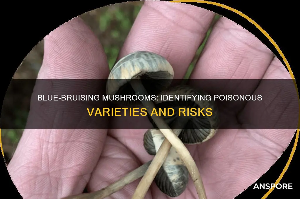 are there any poisonous mushrooms that bruise blue