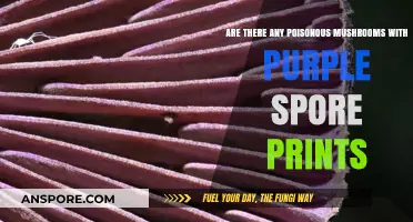 Purple Spore Prints: Are Any Poisonous Mushrooms Hiding in This Hue?