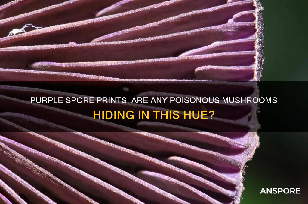 are there any poisonous mushrooms with purple spore prints