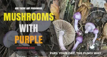 Purple Poison: Identifying Deadly Mushrooms with Purple Features