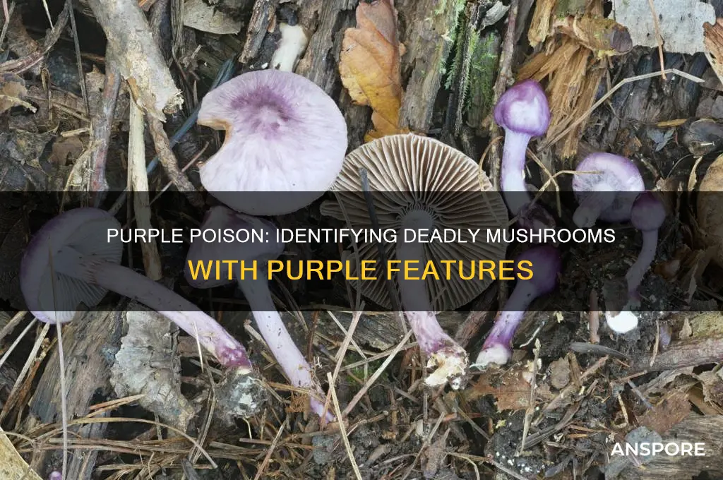 are there any poisonous mushrooms with purple