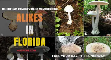 Florida's Foraging Risks: Poisonous Oyster Mushroom Look-Alikes Explained