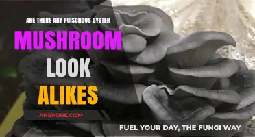 Poisonous Oyster Mushroom Look-Alikes: Identifying Safe and Toxic Varieties
