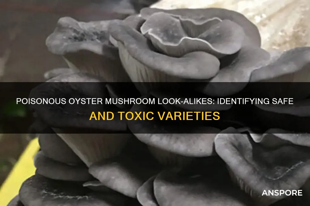 are there any poisonous oyster mushroom look alikes