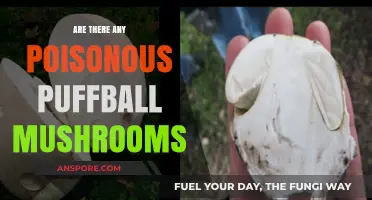 Are Puffball Mushrooms Poisonous? Uncovering the Truth About These Fungi