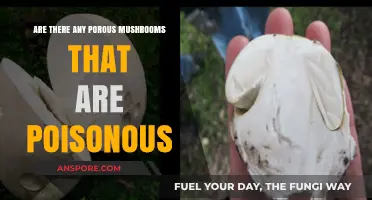 Porous Mushrooms: Identifying Poisonous Varieties and Safe Foraging Tips