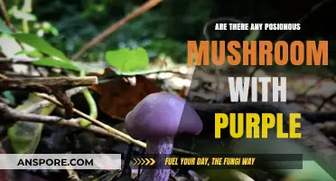 Identifying Purple Mushrooms: Are They Poisonous?