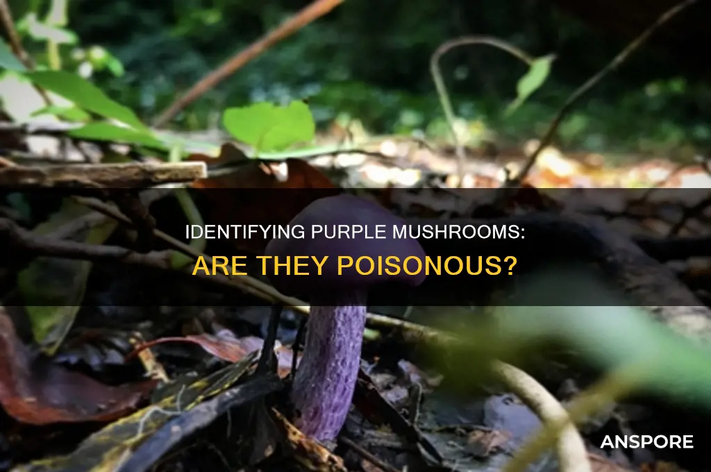 are there any posionous mushrooms with purple