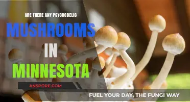 Exploring Minnesota's Psychedelic Mushroom Varieties and Locations