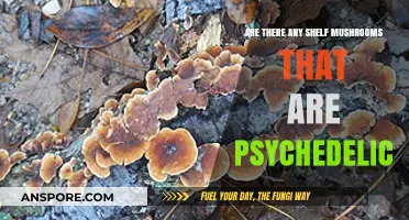 Exploring the World of Hallucinogenic Shelf Mushrooms
