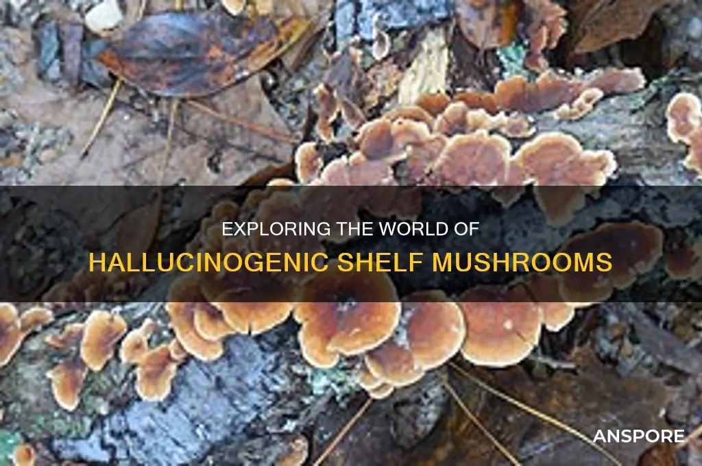 are there any shelf mushrooms that are psychedelic