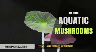 Mushrooms Under the Sea: A Myth or Reality?