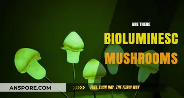 Bioluminescent Mushrooms: Nature's Glowing Wonder