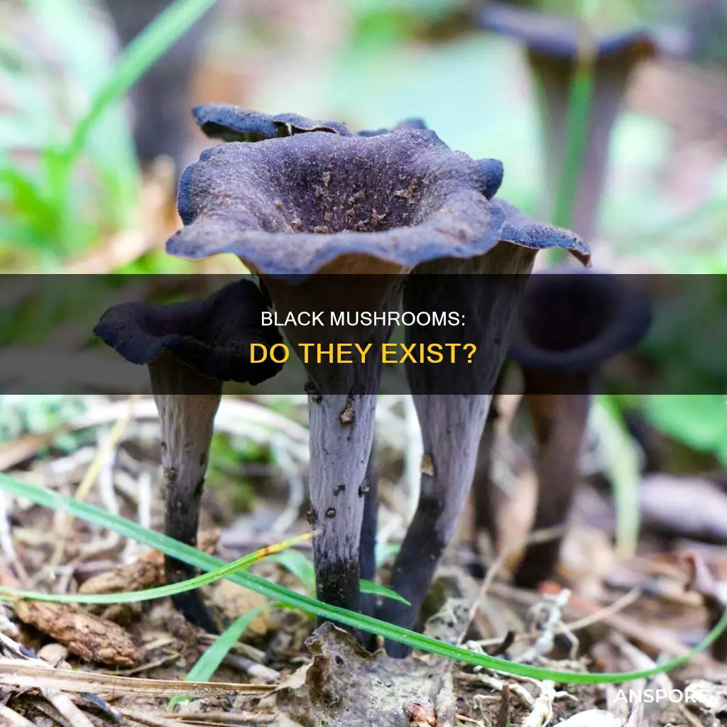 are there black mushrooms