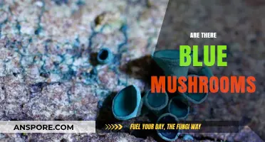 Blue Mushrooms: Myth or Reality?