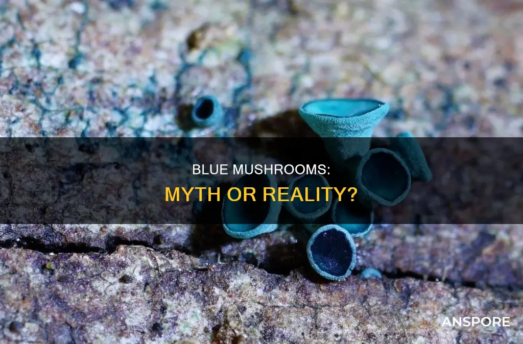 are there blue mushrooms
