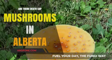 Death Cap Mushrooms: Are They in Alberta?