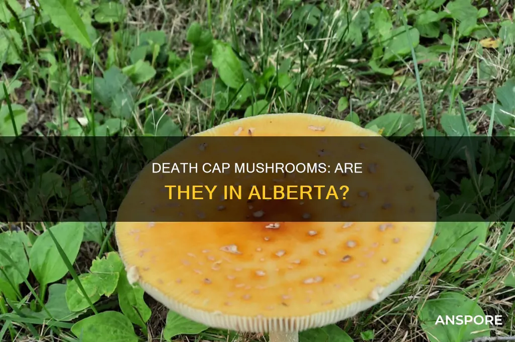 are there death cap mushrooms in alberta