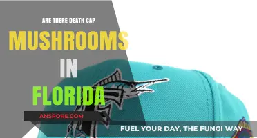Death Cap Mushrooms: Florida's Deadly Fungi