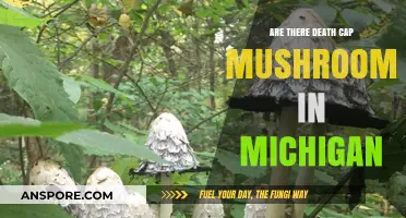 Death Cap Mushrooms: A Danger in Michigan?