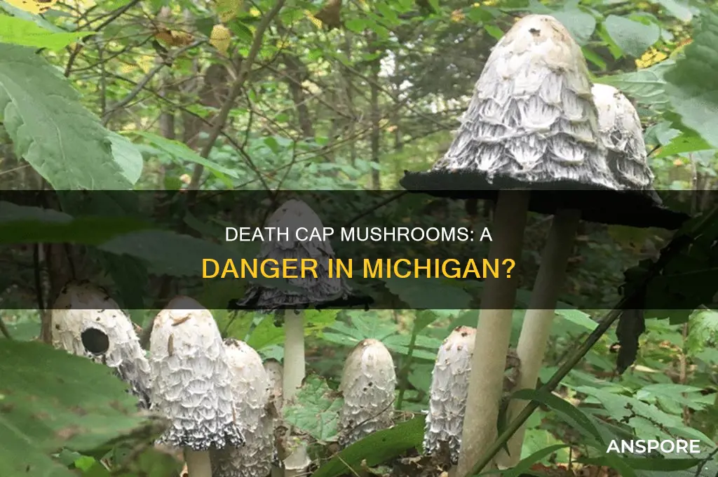 are there death cap mushrooms in michigan