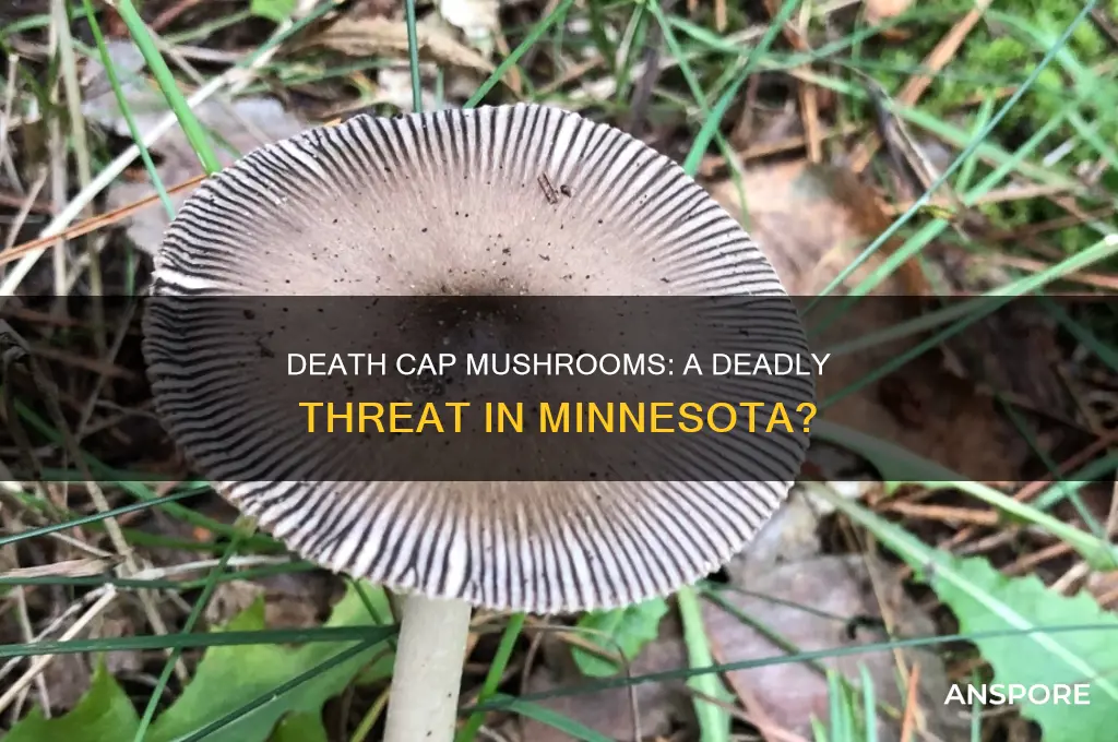 are there death cap mushrooms in minnesota