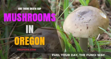 Death Cap Mushrooms: Are They in Oregon?