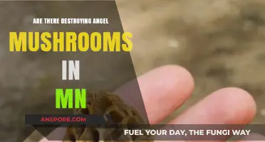 Deadly Destroying Angel Mushrooms: A Threat in Minnesota?