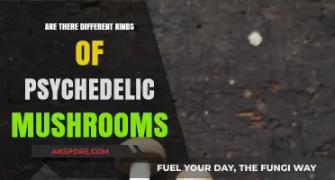Psychedelic Mushrooms: Exploring Their Diverse Varieties