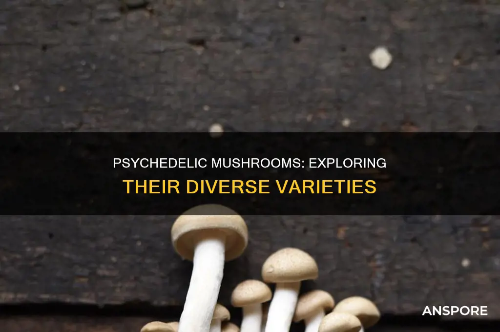 are there different kinds of psychedelic mushrooms