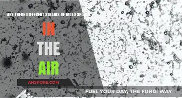 Exploring Airborne Mold: Varied Strains and Their Presence in the Air