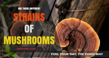 Mushroom Strains: Exploring the Diverse World of Fungi