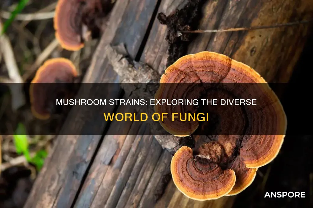 are there different strains of mushrooms